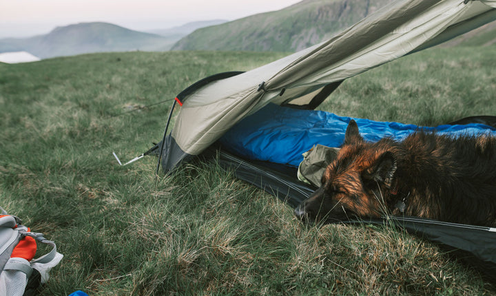 9 Must Haves for Camping w. Your Dog