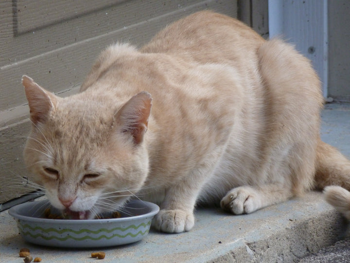 Are There Health Issues if Cats Eat Dog Food?