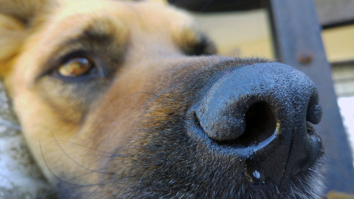 Canine Diarrhea, Probiotics Can Help!