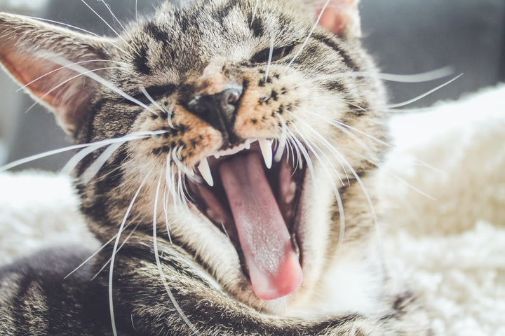 Cat Body Language: Understanding Feline Communication