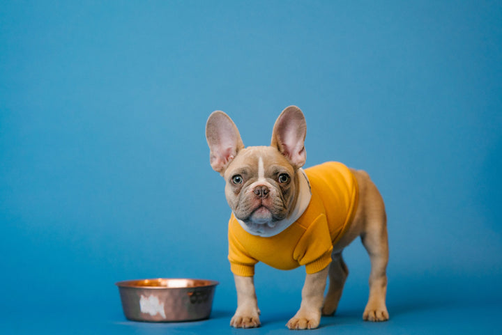 Spotting Telltale Signs of Too Much Fiber in Your Dog’s Diet