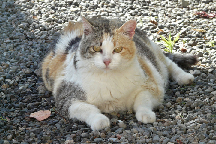 Taking Care of Your Tubby Tabby: Navigating Feline Obesity