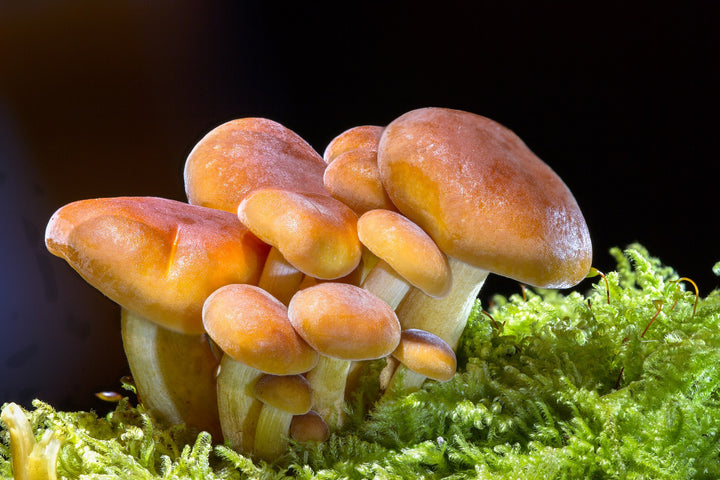 The Mushy Truth: Can Dogs Have Mushrooms?