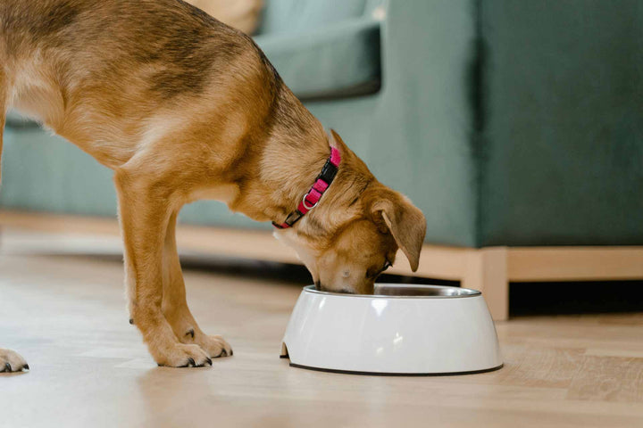 The Benefits of Including Fermented Foods in Your Dog’s Diet