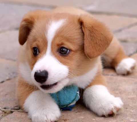 Recognize the Puppies in Your Life this National Puppy Day