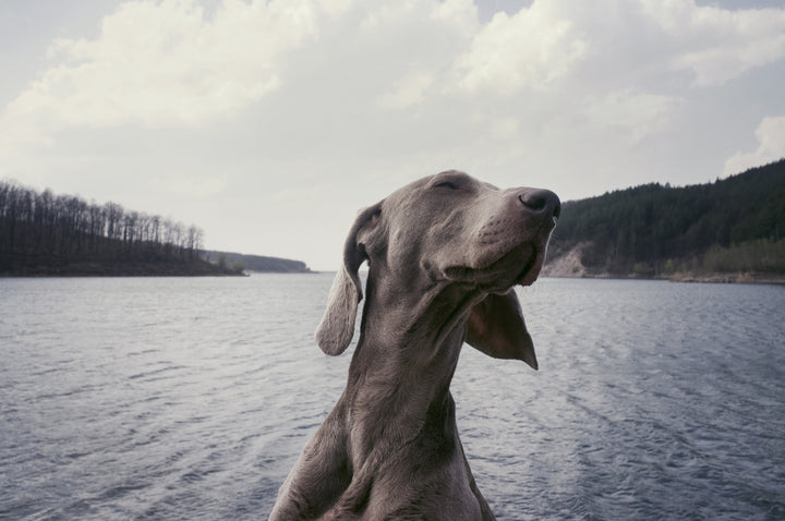 Making Your Dog An Adventure Dog