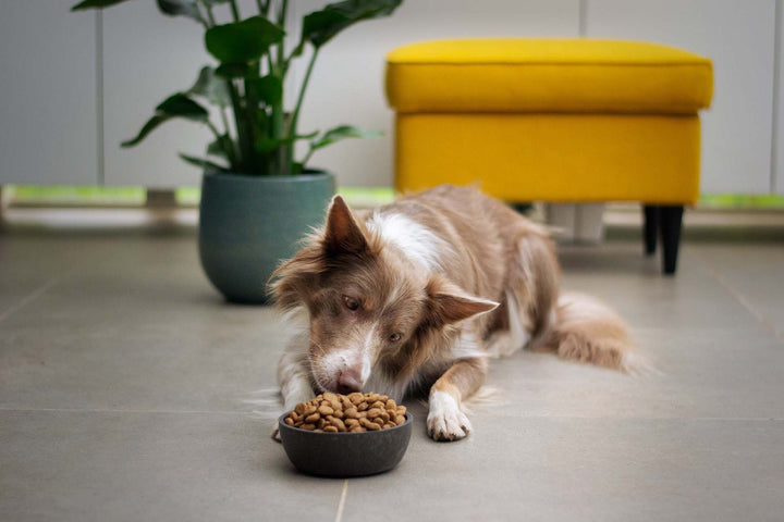 Comparing Fresh Dog Food to Kibble for Your Dog’s Health