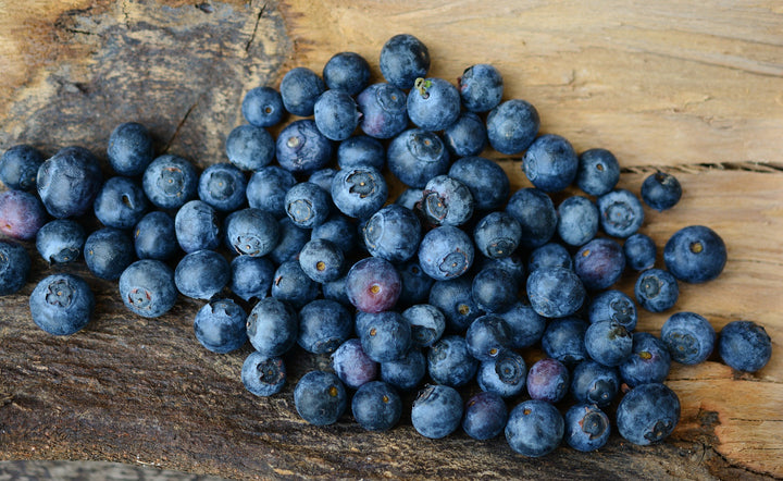 Can My Dog Eat Blueberries?