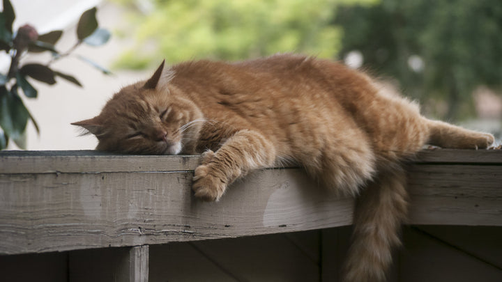 Why Do Cats Sleep So Much? Insights into Feline Rest.