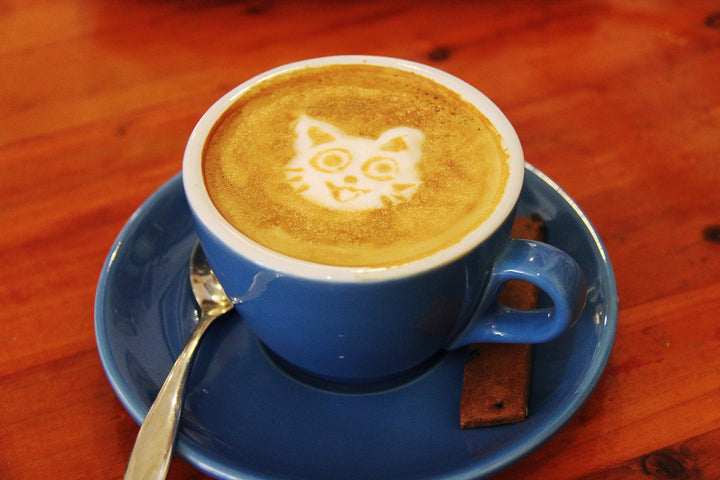 The Cat Cafe - Why You Should Be Excited