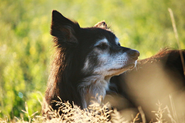 Health Problems in Old Dogs