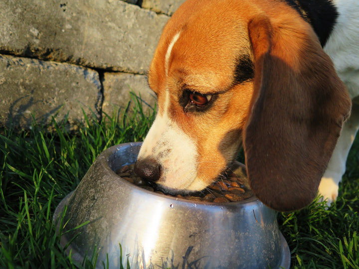 Are There Health Risks if Your Dog Eats Cat Food?