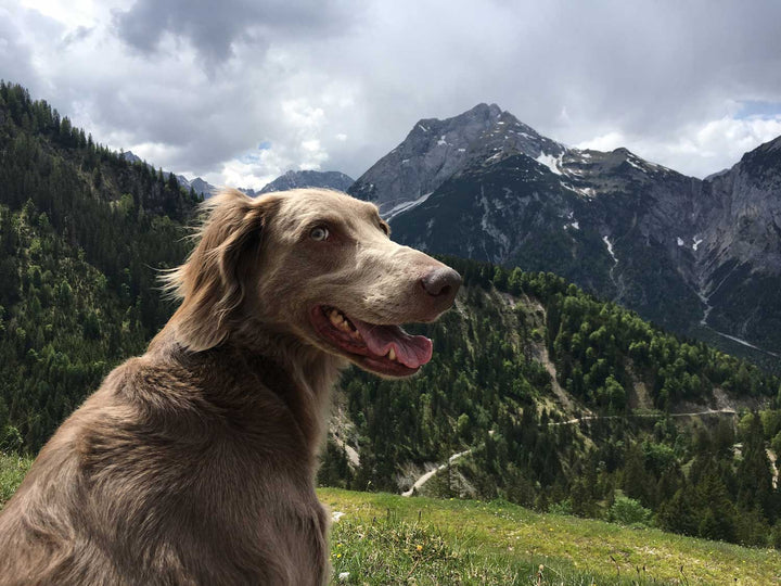 7 Ways To Be A Greener Pet Parent