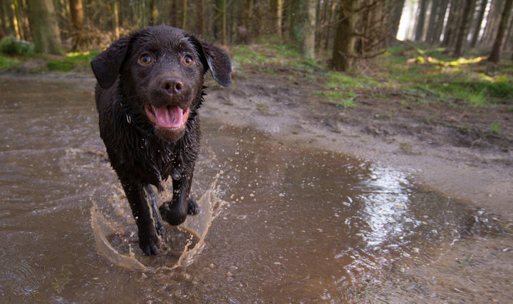 The Dirty Dog - Keeping Him Clean