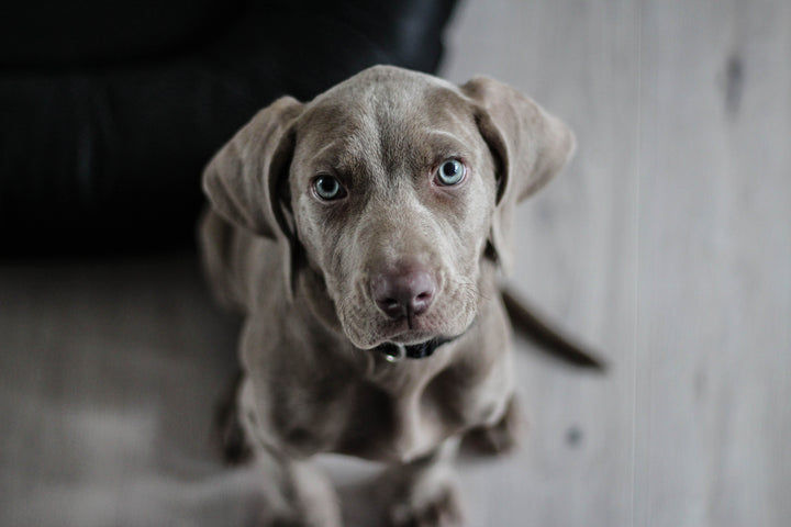 Relieve Your Dog’s Anxiety With L-Tryptophan